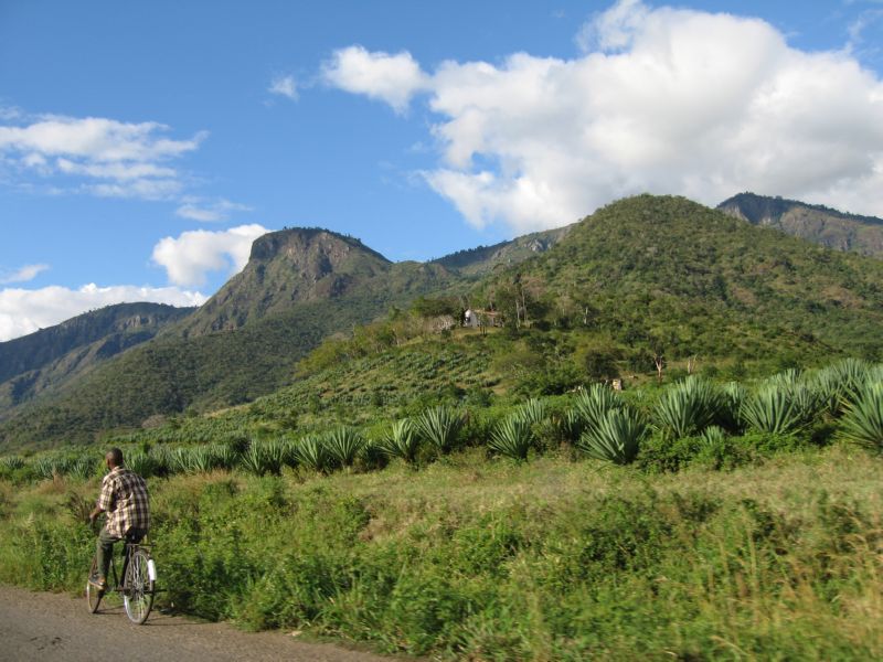 Kili (016) Sisal fields